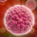 The causal agent of the human papilloma