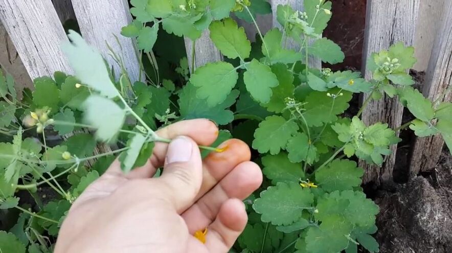 herbal juice celandine to remove papillomas